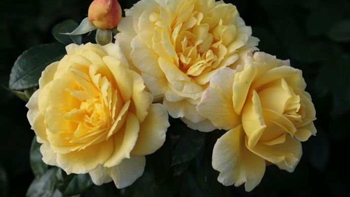 Grand Prix - 3e édition : Rosa SUNSTAR® ‘Korsteimm’. Obtenteur : Kordes. ©SNHF